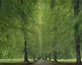 �u�` Leafy Walk-�΂̔ɂ铹�A�C�M���X�v