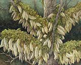 「円福寺の大根干し」
